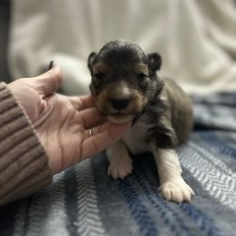 Abe - White and sable male Shetland Sheepdog puppy in Lufkin, Texas from Milady’s Shelties East Texas
