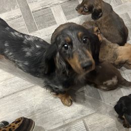 Queenie - Dachshund
