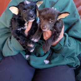 DaoDog Leeloo Dallas Multipass - Chocolate female Chinese Crested puppy in Highland Park, Michigan from Family Kennel Dao Dog