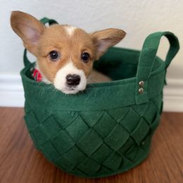 8 - Black and tan female Pembroke Welsh Corgi puppy in Garland, Texas from Barker's Corgis