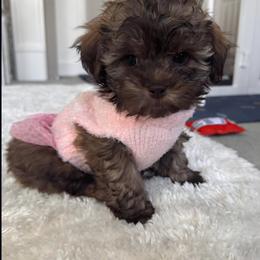 Shihpoo puppies from Route 66 Poodles & Doodles, Sapphire Shih-tzu's of Ohio