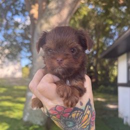 Girl 1 - Chocolate and tan female Yorkshire Terrier puppy in Debary, Florida from Behrens_Beauties