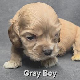 Gray - Buff male Cocker Spaniel puppy in Lebanon, Missouri from Spring Hollow Cocker Spaniels