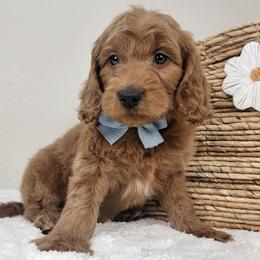 Cash - Red  male Goldendoodle puppy in Temecula, California from Oodles O'Doodles