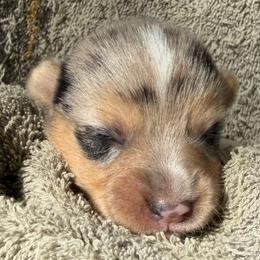 Blue Merle - Blue merle and white female American Corgi puppy in Pioneer, Michigan from Country Corners Corgis