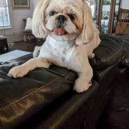 Bella - Lhasa Apso
