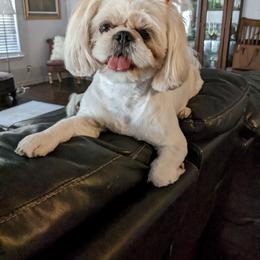 Bella - Lhasa Apso