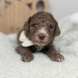 Dune-Gray Collar - Chocolate merle male Bernedoodle puppy in Oak Hills, California from High Desert Doodles