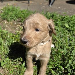 May - Cream female Goldendoodle puppy in Tyrone, Georgia from Whisper Wood Creek