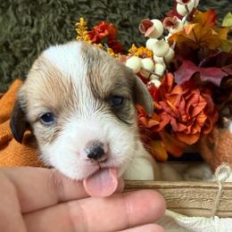 Toffee - Sable merle and white female American Corgi puppy in Paxton, Illinois from McGovern Family Corgis