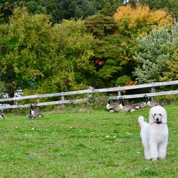 Poodle Puppies from D and D Standard Poodles