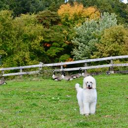 Poodle Puppies from D and D Standard Poodles