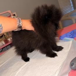 Twilight - Black female Pomeranian puppy in Oklahoma City, Oklahoma from Pinky’Z House Of Poms