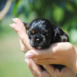 Cocker Spaniel Puppies from Belive in Dreams Cockers