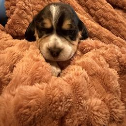 Winnie Jr - Black white and tan female Beagle puppy in New Tazewell, Tennessee from Sweet Warner Pugs & Beagles
