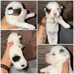 Oakley - Black & tan tri-color male Morkie puppy in Cleveland, Tennessee from Moody’s Morkies and More