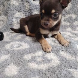 Shaggy - Chocolate and tan male Chihuahua puppy in Dandridge, Tennessee from The Z Spot Exotics