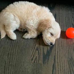 Goldendoodle Puppies from BB Doodles