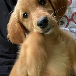 Golden Retriever Puppies from Ginger Snap Golden Retrievers