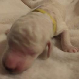 Poodle Puppies from Barbi's Standards