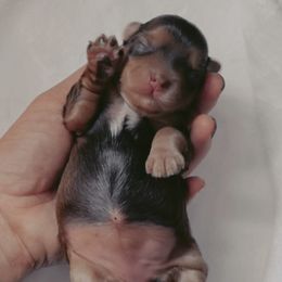 French Bulldog and Yorkshire Terrier Puppies from Casa De Silva LLC