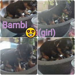 Yorkipoo and Yorkshire Terrier Puppies from Furrever Puppy Co.