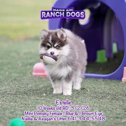 Estelle - Blue female Pomsky puppy in Humeston, Iowa from M.A.R. Dogs