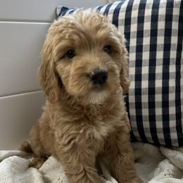 Boy 3 - Goldendoodle puppy in San Antonio, Texas from Totally Texas Doodles