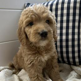 Boy 3 - Goldendoodle puppy in San Antonio, Texas from Totally Texas Doodles