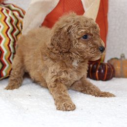 Hazel - Apricot female Poodle puppy in Stokesdale, North Carolina from His and Hers Poodles and Doodles