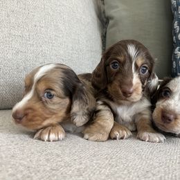 Dachshund Puppies from Southern Pearl Doxies