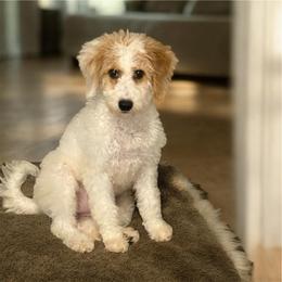 Rosita (fully vaccinated) - Parti female Goldendoodle puppy in Wayland, New York from Loris Pampered Pooches💕