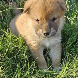 Boy1 - Red male Shiba Inu puppy in Leesville, Louisiana from Fountains Courageous