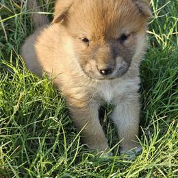 Boy1 - Red male Shiba Inu puppy in Leesville, Louisiana from Fountains Courageous