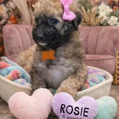 Rosie - Wheaten female Whoodle puppy in Knoxville, Tennessee from Fleury Farm Doodles TN