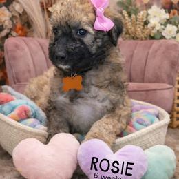 Rosie - Wheaten female Whoodle puppy in Knoxville, Tennessee from Fleury Farm Doodles TN