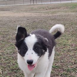 Border Collie Puppies from Bond Border Collies