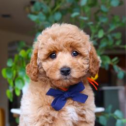 Ridge - Red  male Goldendoodle puppy in Salado, Texas from Red Ranch Dogs