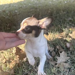 Mocha - Chocolate and white female Chihuahua puppy in Paradise, Texas from KCL Pups