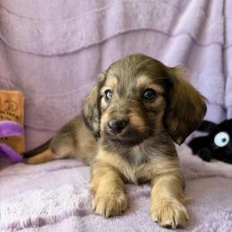 Noir - Cream male Dachshund puppy in Temple, Texas from Brit’s Doxie Crossing