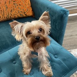 Ace - Yorkshire Terrier
