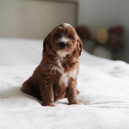 Fern - Red  female Goldendoodle puppy in Vancouver, Washington from Blissful Doodles