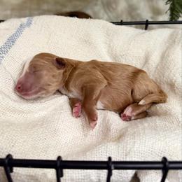 Boy 2 - Red male Bernedoodle puppy in Spring Hill, Florida from Ohana Doodles x Frenchies