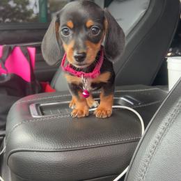 Dachshund and French Bulldog Puppies from Trust Fund Devil Kennel