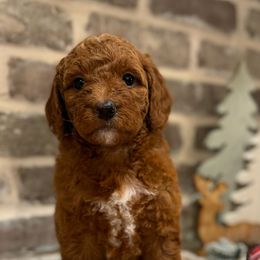 Girl 4 - Light Pink - Red  Goldendoodle puppy in Mansfield, Texas from Double H Doodles