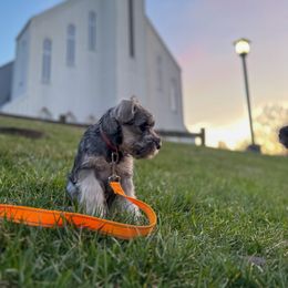 Miniature Schnauzer Puppies from Canteranos pups
