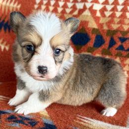 Lorelai - Sable and white female American Corgi puppy in Okeechobee, Florida from HotShot Kennels