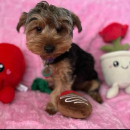 RYA - Yorkshire Terrier