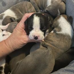 Salem - Black female American Staffordshire Terrier puppy in Monroe, Georgia from Irresistibull Staffords