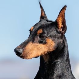 Gretchen - Doberman Pinscher